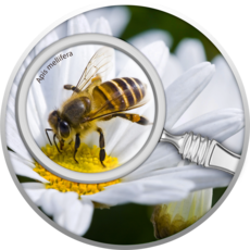Бджола з лiнзою 2020, 0,56 унцій