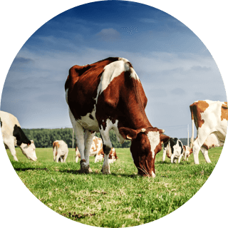 Компенсація вартості об’єктів, профінансованих за рахунок банківських кредитів